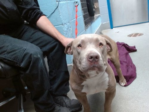 Photo of Buffalo, adoptable American Bulldog in Albuquerque, New Mexico