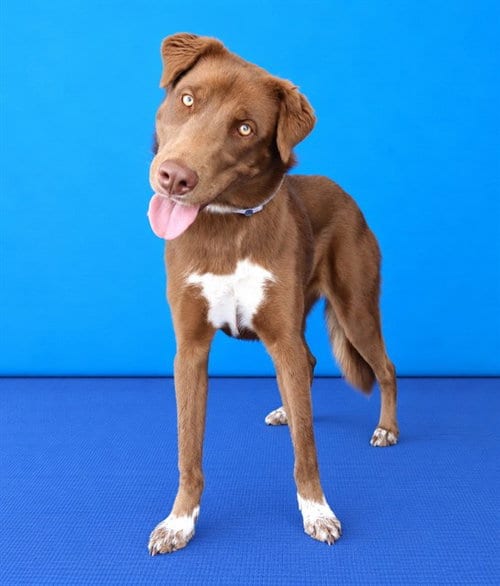 Photo of Autumn, adoptable Australian Shepherd in Baldwin Park, California