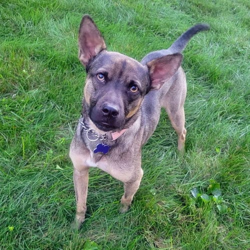 Photo of Nacho 2026, adoptable Feist in Batavia, Ohio