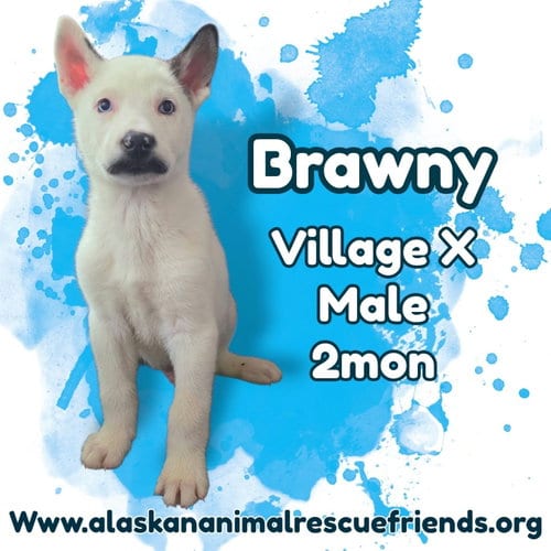 Photo of Brawny, adoptable Husky in Anchorage, Alaska
