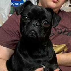 Photo of Greta BW, adoptable Pug in Everett, Washington