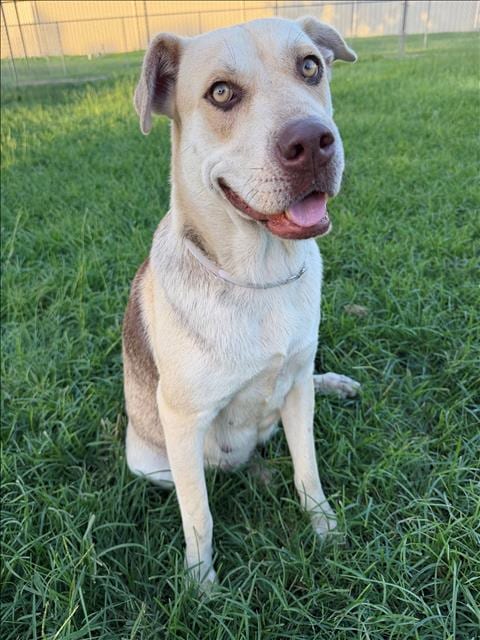 Photo of Solana, adoptable Labrador Retriever in Conroe, Texas