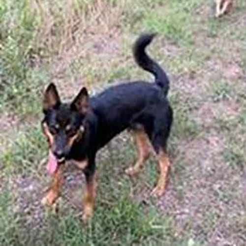 Photo of Foxy, adoptable Cattle Dog in Chantilly, Virginia