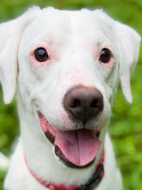 Photo of Moose, adoptable Jack Russell Terrier in West Cornwall, Connecticut