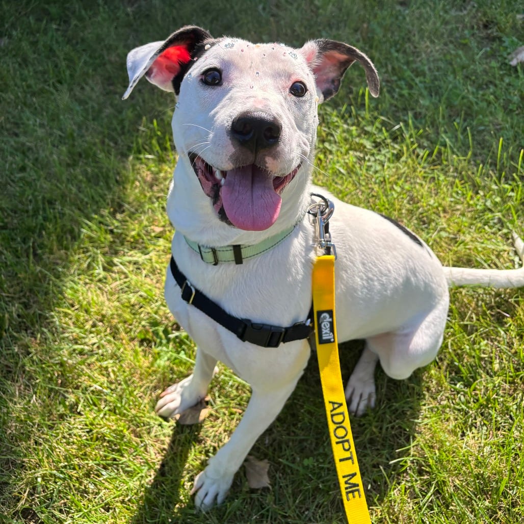 Photo of Robert, adoptable Mixed Breed (Medium) in Dayton, Ohio