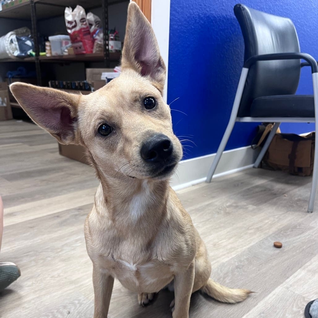 Photo of Grace, adoptable Cattle Dog in Waco, Texas