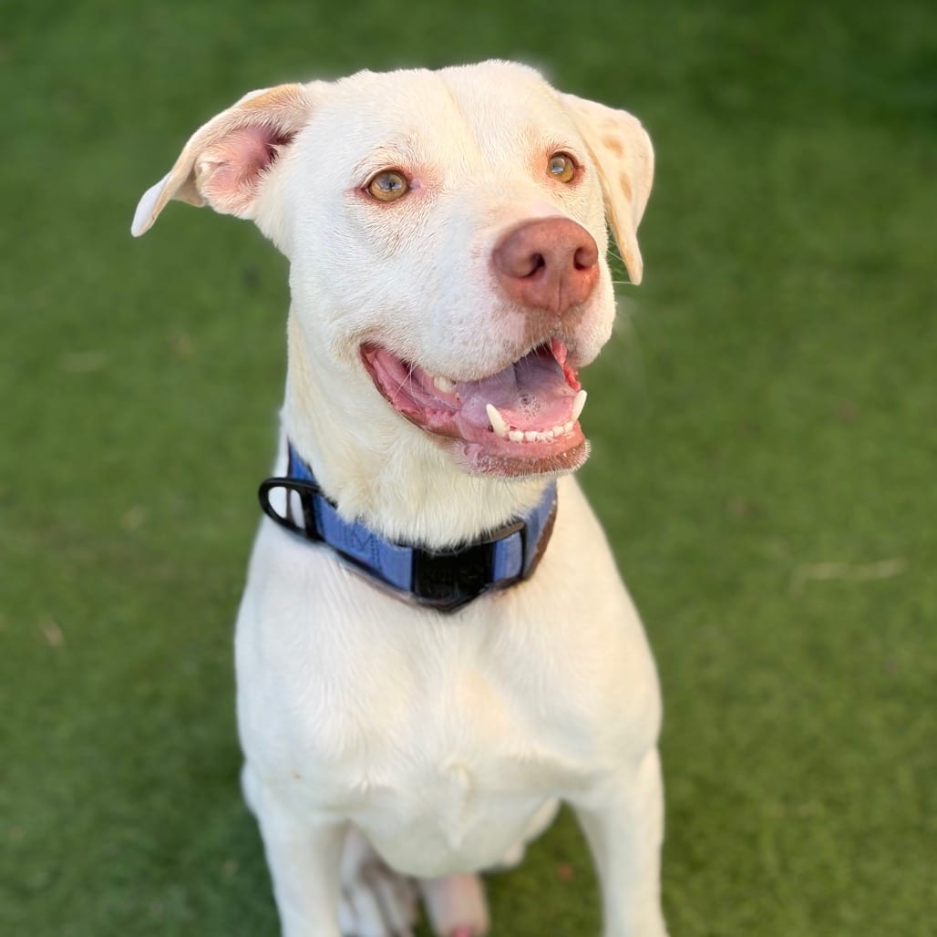 Photo of Rocky 26-08-123, adoptable Weimaraner in Bastrop, Texas