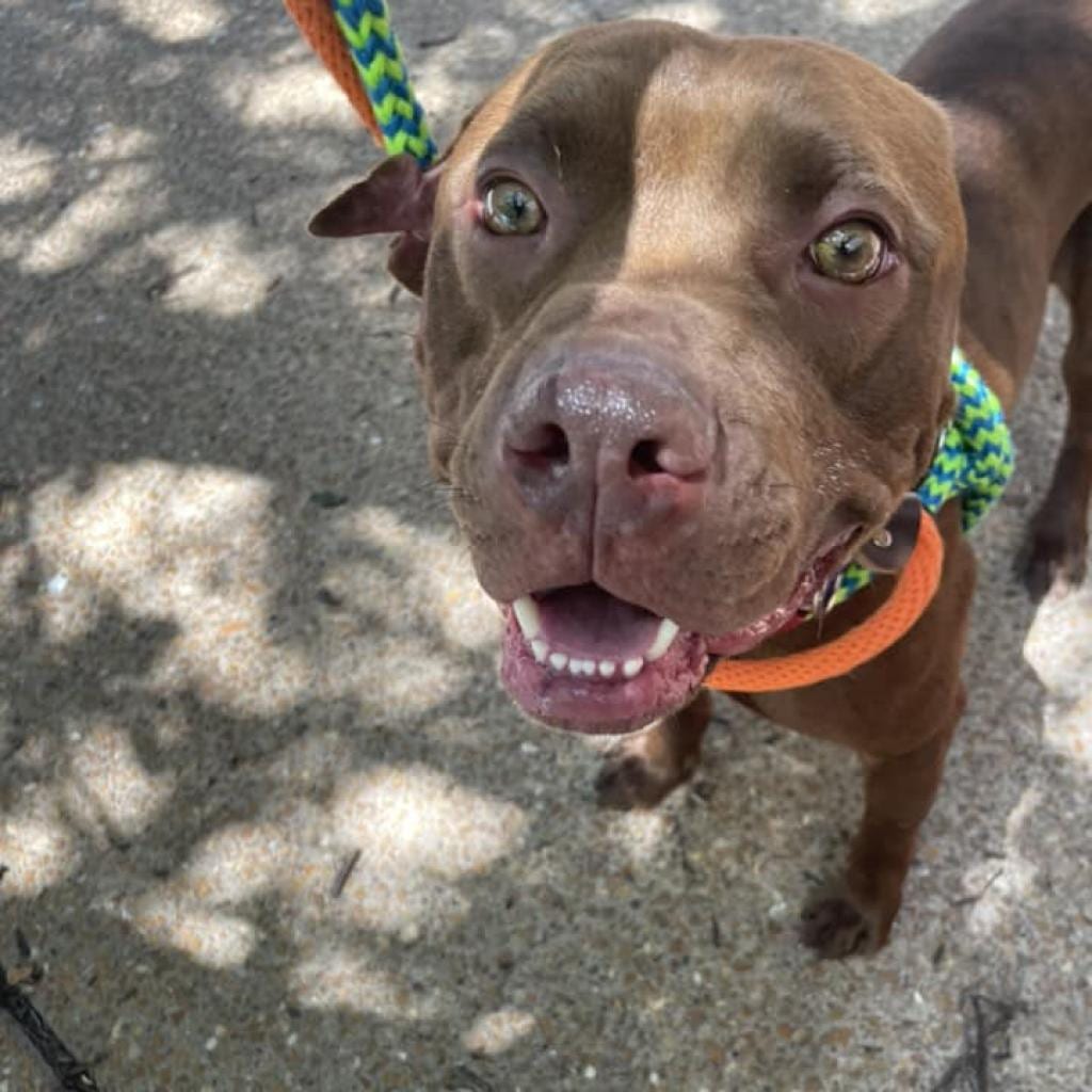 Photo of Luvins, adoptable Mixed Breed (Medium) in St. Louis, Missouri