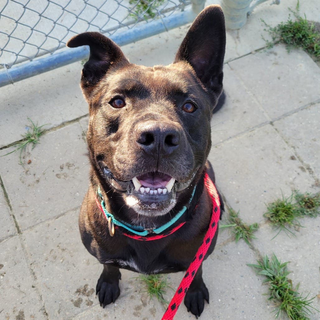 Photo of Brock, adoptable Shepherd, German / Terrier, Pit Bull in Nashville, Indiana