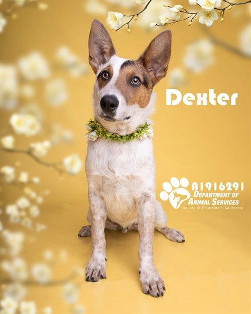 Photo of Dexter, adoptable Australian Cattle Dog/Blue Heeler in Riverside, California