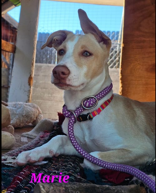 Photo of Marie, adoptable Labrador Retriever in Williamsburg, New Mexico