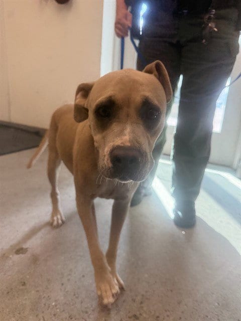 Photo of Sugar Plum, adoptable American Pit Bull Terrier in Mesa, Arizona
