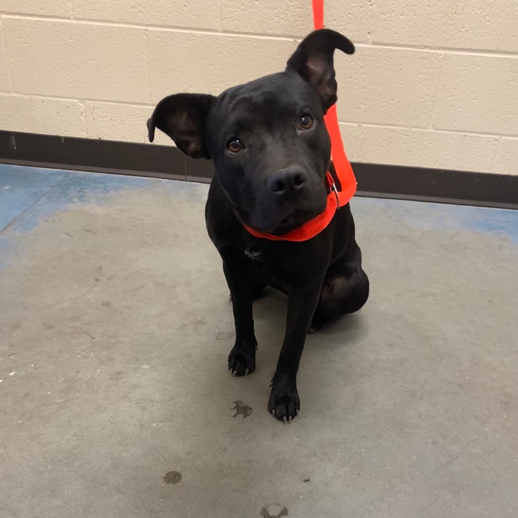Photo of Inky, adoptable dog