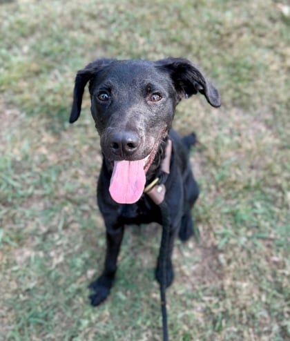 Photo of Jara Jam, adoptable dog in Chamblee, Georgia