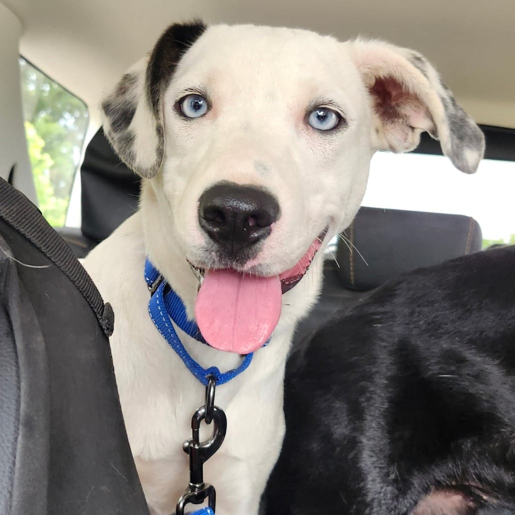 Photo of Cagney, adoptable Mixed Breed (Medium) in Cape Girardeau area, Missouri
