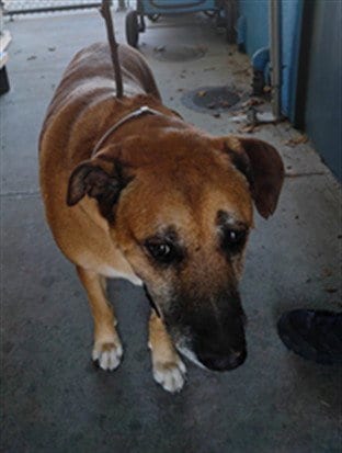 Photo of Bullwinkle, adoptable Boxer in Baldwin Park, California