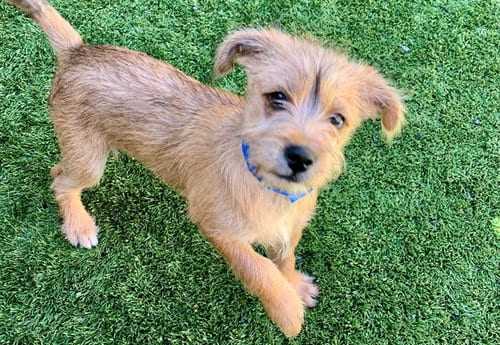Photo of Sebastian, adoptable Terrier in Moreno Valley, California
