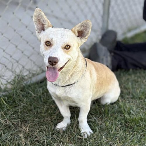 Photo of Frito, adoptable Chihuahua in Modesto, California