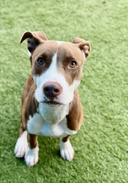 Photo of Toasty, adoptable Mixed Breed