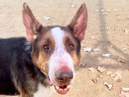 Photo of Zemo, adoptable dog in Georgetown, Texas