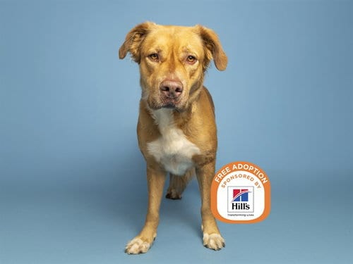 Photo of Bill, adoptable American Pit Bull Terrier in Phoenix, Arizona