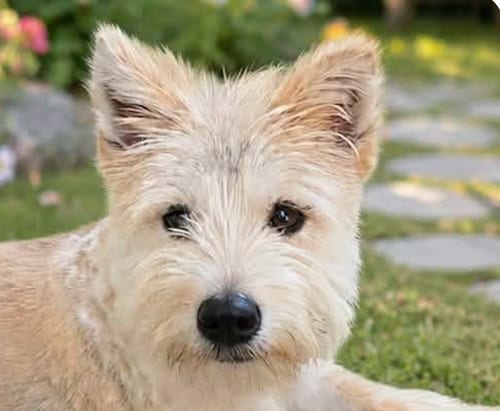 Photo of Stevie, adoptable Terrier in San Ramon, California