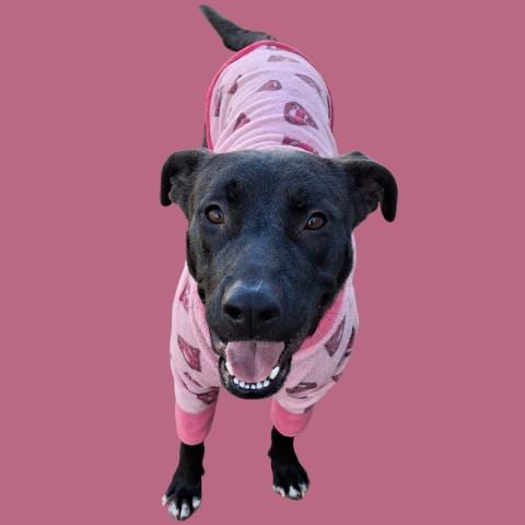 Photo of Nala, adoptable Pit Bull Terrier in Bakersfield, California