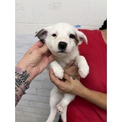 Photo of Itsy, adoptable German Shepherd Dog in San Bernardino, California