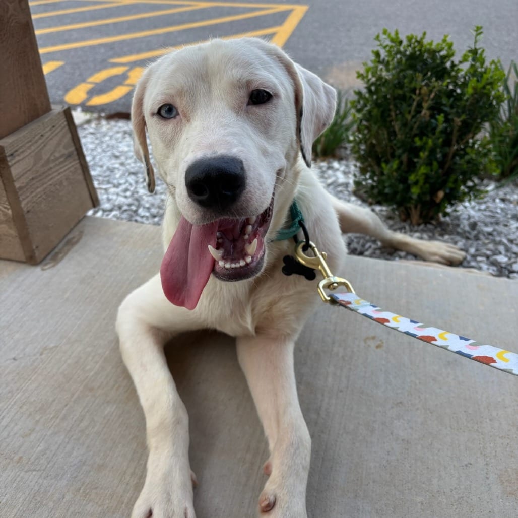 Photo of McGee, adoptable Retriever, Labrador / Mix in Kanab, Utah