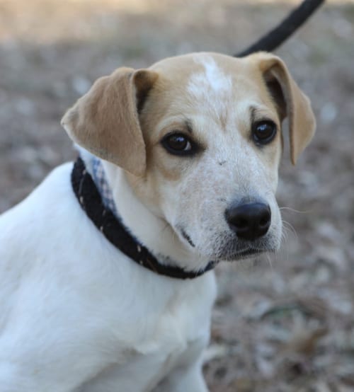 Photo of Magnum, adoptable Beagle in Atlanta, Georgia