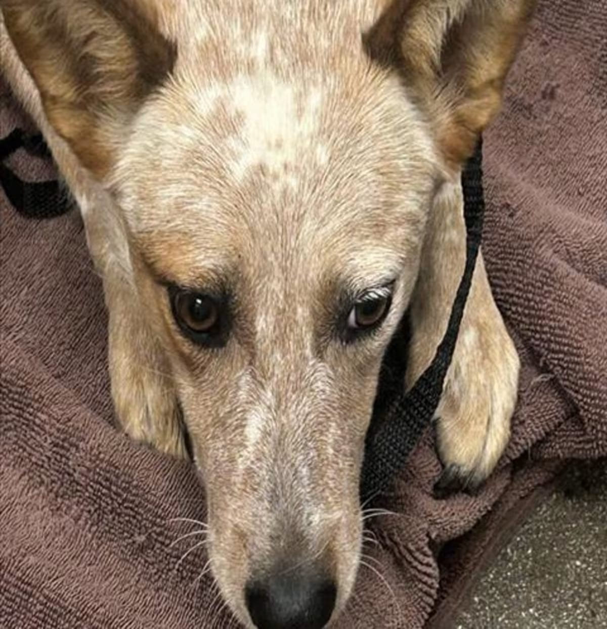 Photo of Carrie, adoptable Australian Cattle Dog in Tucson, Arizona