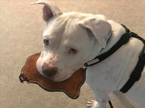 Photo of Drake, adoptable Pit Bull Terrier in Chapel Hill, North Carolina
