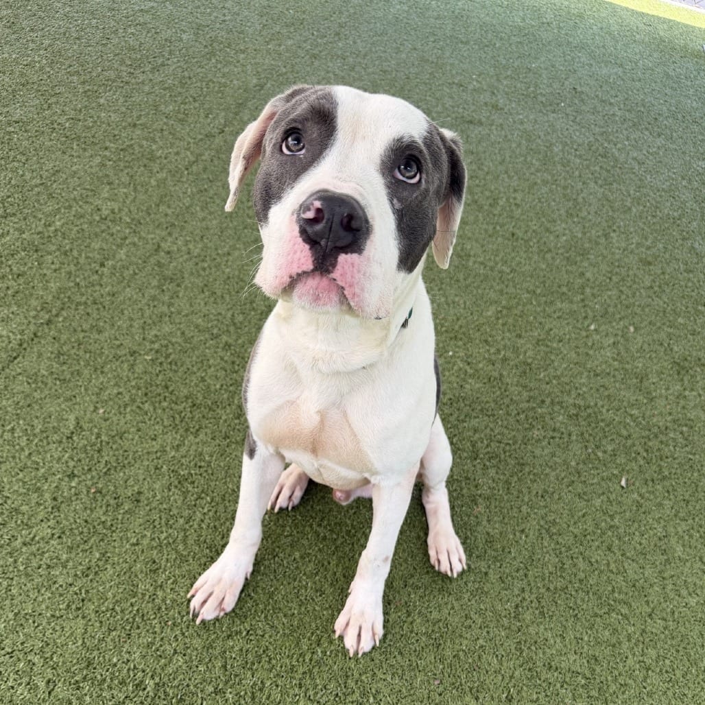 Photo of Batido, adoptable Terrier, Pit Bull / Mix in Greensboro, North Carolina