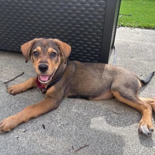 Photo of Reina, adoptable Hound in Spring Lake, North Carolina