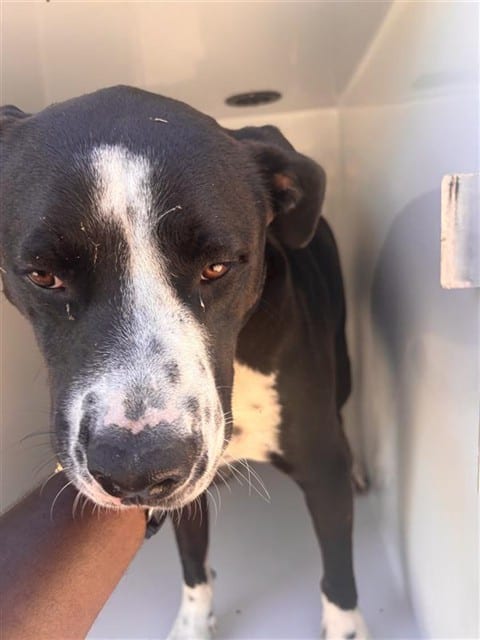 Photo of Ace, adoptable Pit Bull Terrier in Houston, Texas