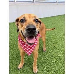 Photo of Luna, adoptable Terrier (Unknown Type, Medium) in Doral, Florida