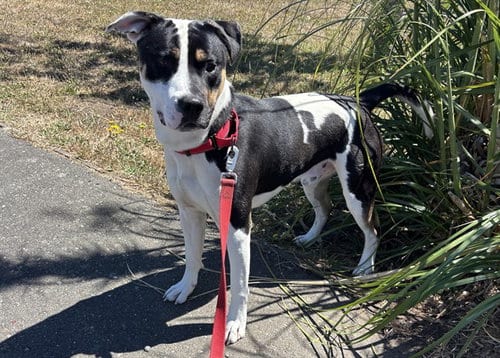 Photo of Peter, adoptable Pit Bull Terrier in McKinleyville, California