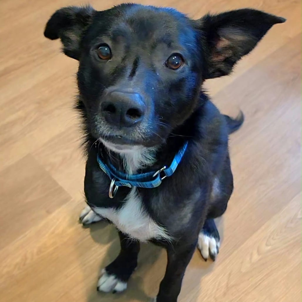 Photo of Dell, adoptable Mixed Breed (Medium) in Buffalo, Minnesota
