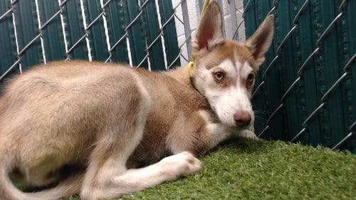 Photo of Biscuit, adoptable Siberian Husky in Downey, California