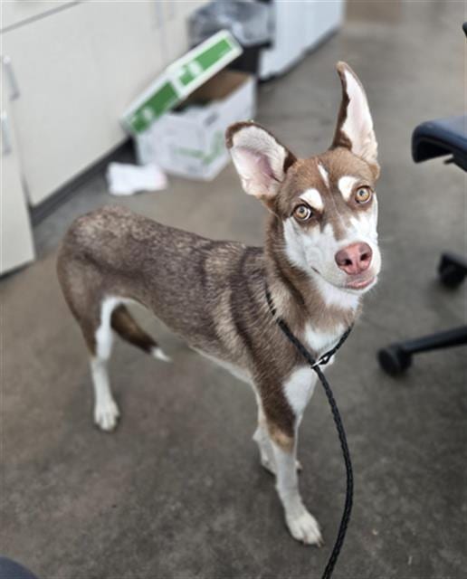 Photo of Arwen, adoptable Mixed Breed