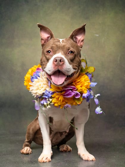 Photo of Coco, adoptable dog in Atlanta, Georgia