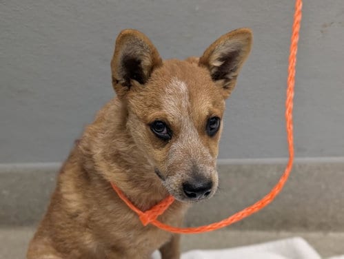 Photo of Sugar Paws, adoptable Australian Cattle Dog/Blue Heeler in Las Vegas, Nevada