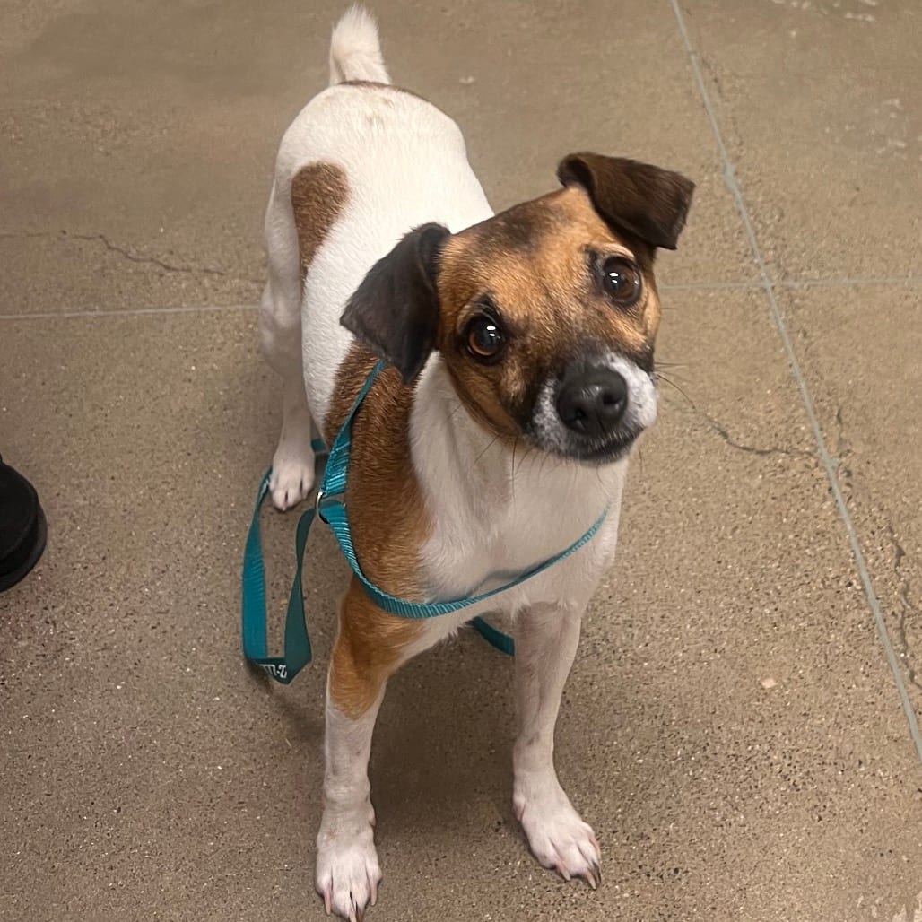 Photo of Candy Corn KCAC 26-39783, adoptable Chihuahua / Terrier, Jack Russell in Hayden, Idaho