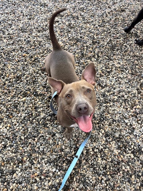 Photo of Big Mama, adoptable Terrier in Liverpool, New York