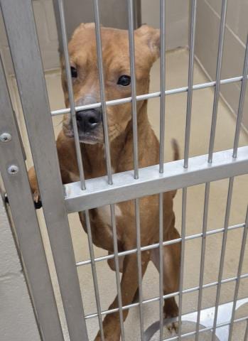 Photo of Flopsy, adoptable Pit Bull Terrier in Decatur, Illinois