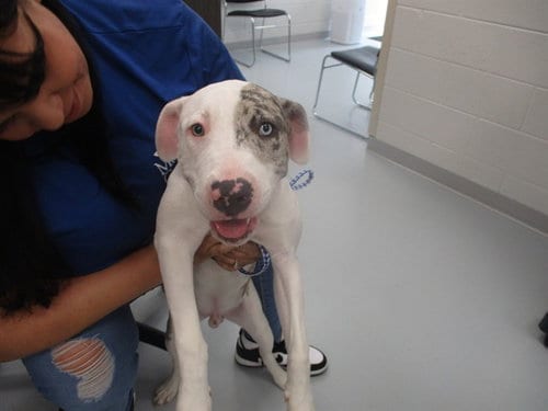 Photo of Marshmellow, adoptable American Staffordshire Terrier in Ocala, Florida