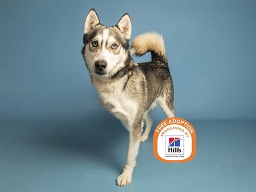 Photo of Alec, adoptable Husky in Phoenix, Arizona