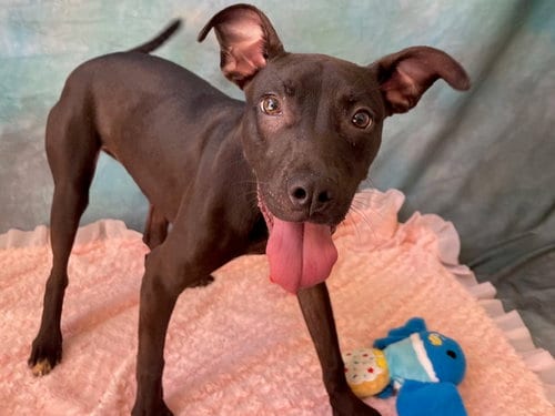 Photo of Becca, adoptable Pit Bull Terrier in Salinas, California