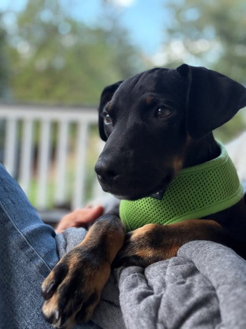 Photo of Geoff, adoptable Labrador Retriever in Tarrytown, Georgia