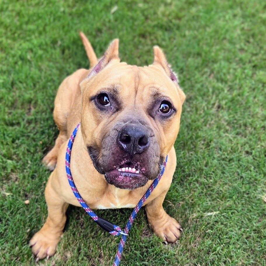 Photo of Honeybun, adoptable Pit Bull Terrier in Douglasville, Georgia